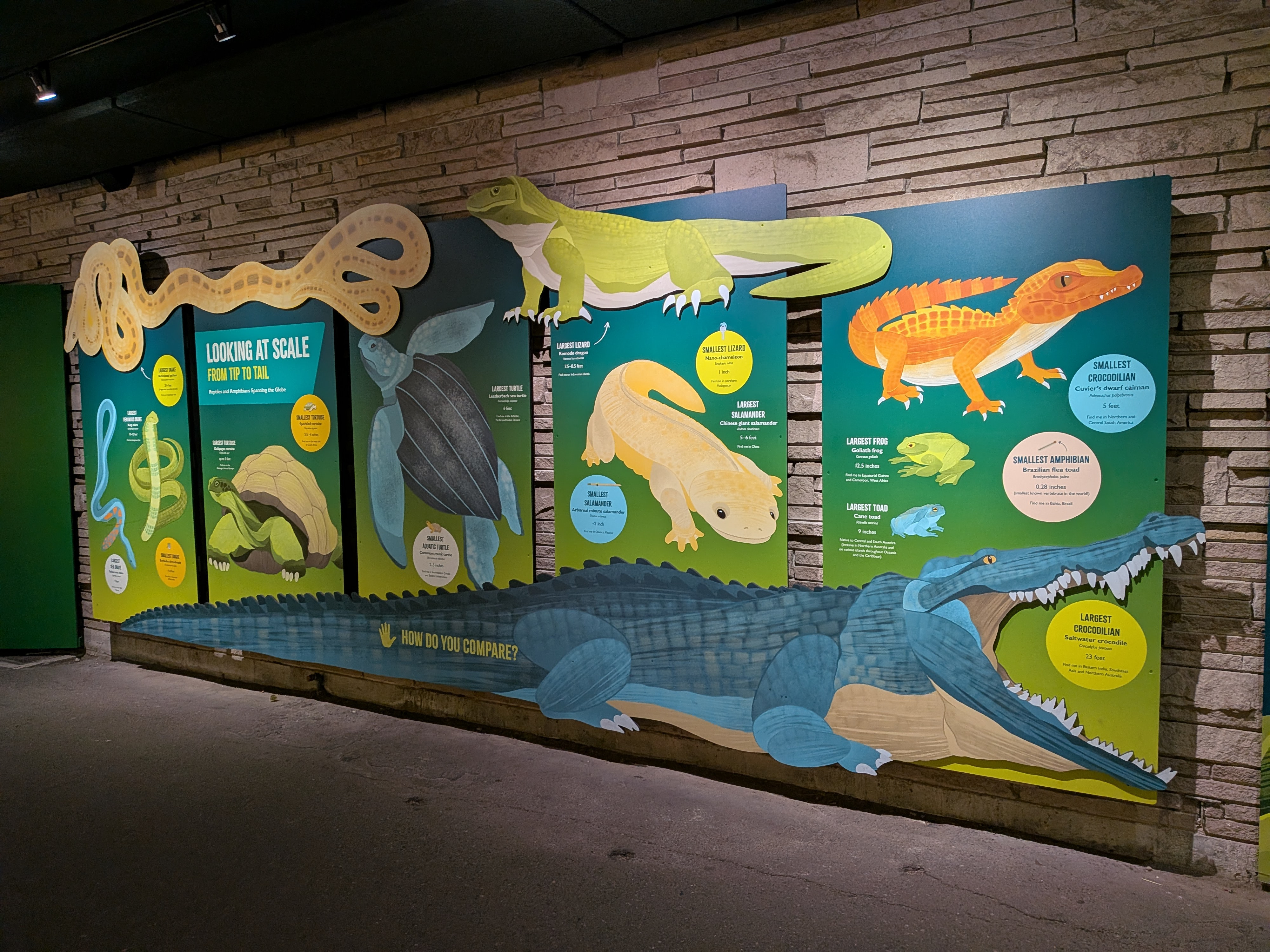 An image of a sign featuring a variety of reptiles and amphibians of various size. The sign is titled "Looking at Scale."